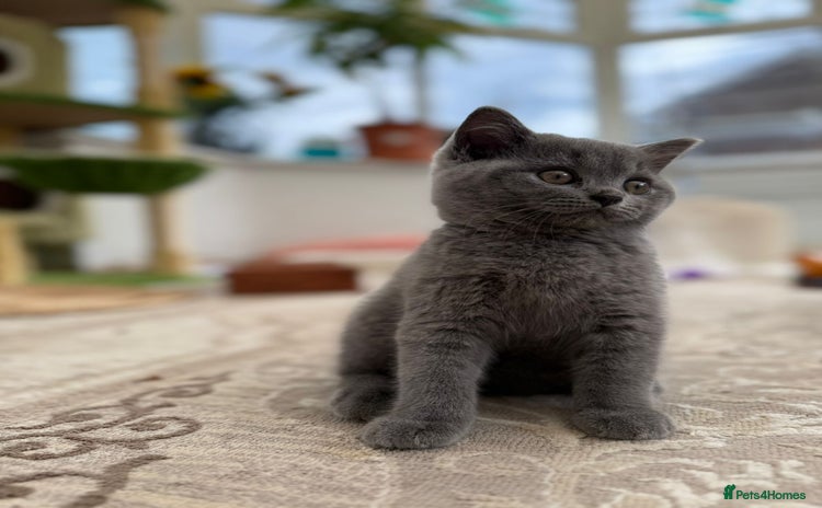 British Shorthair cats - Advert 5
