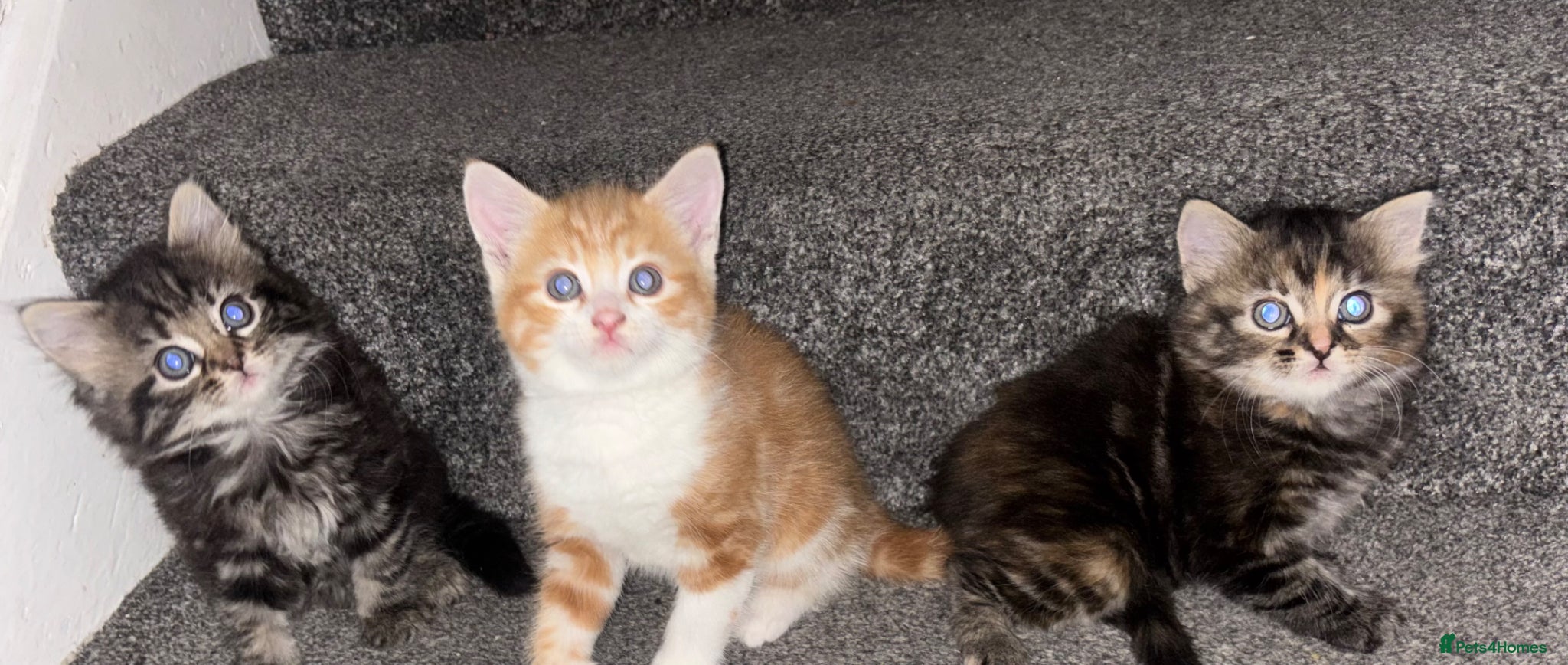 Mixed Breed cats Kittens - Advert 3