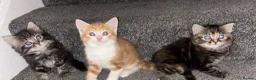 Mixed Breed cats for sale: Kittens in Enfield - Advert 1