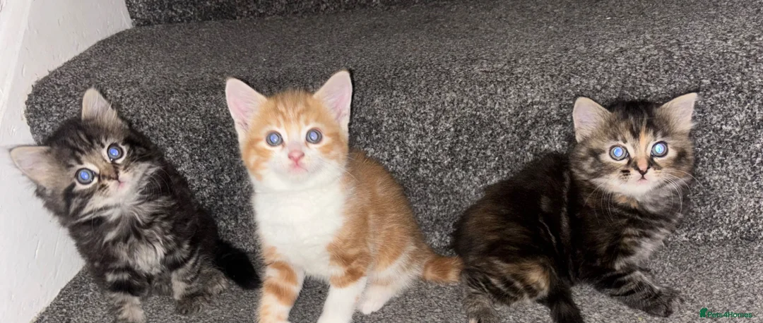 Mixed Breed cats for sale: Kittens in Enfield - Advert 1