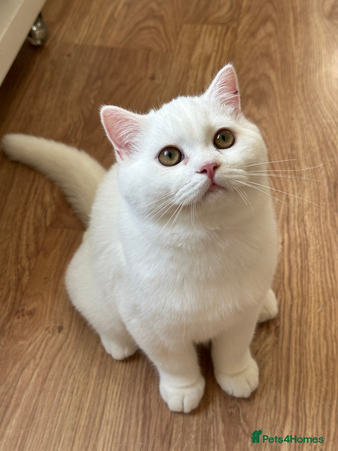 British Shorthair cats for sale: Gorgeous British Longhair & Shorthair Kittens - Advert 8