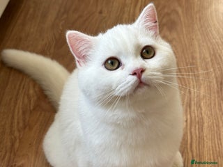 British Shorthair cats Gorgeous British Longhair & Shorthair Kittens - Advert 18