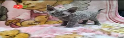 Devon Rex cats for sale: DEVOTED DEVONS  - Advert 1
