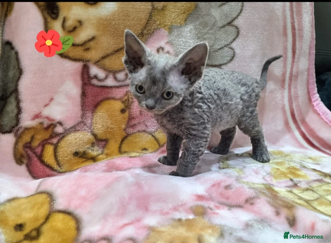 Devon Rex cats for sale: DEVOTED DEVONS  - Advert 1
