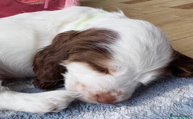 Cocker Spaniel dogs - Advert 12