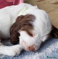 Cocker Spaniel dogs - Advert 6