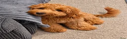 Cockapoo dogs for sale: 6 month old cockapoo needing a loving new home  - Advert 1