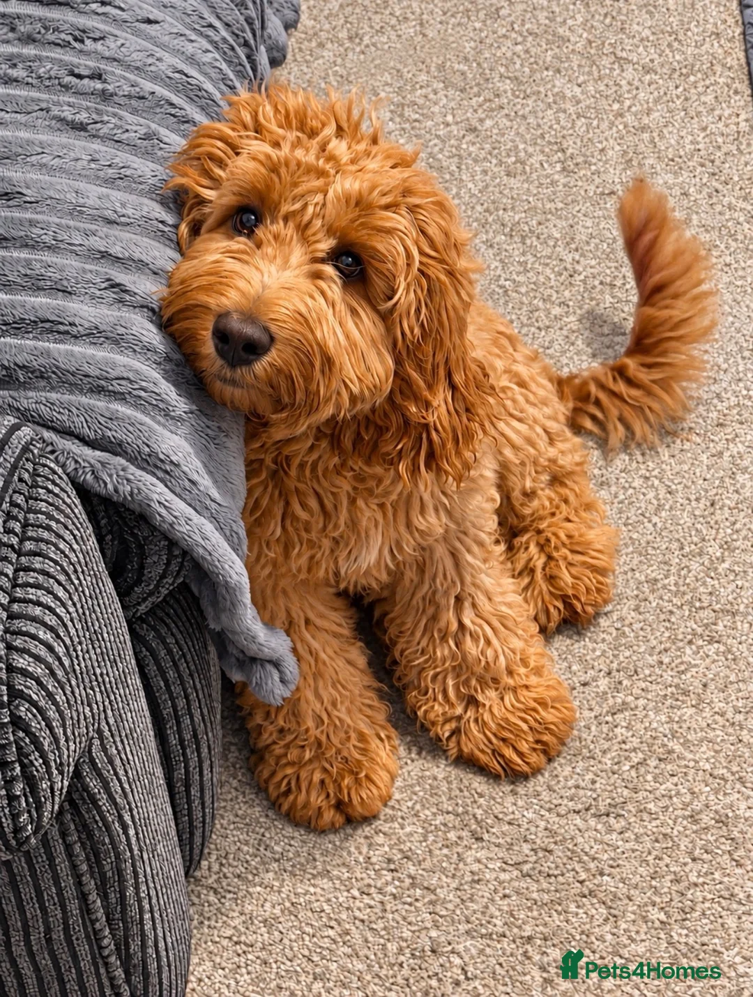 Cockapoo dogs for sale: 6 month old cockapoo needing a loving new home  - Advert 1