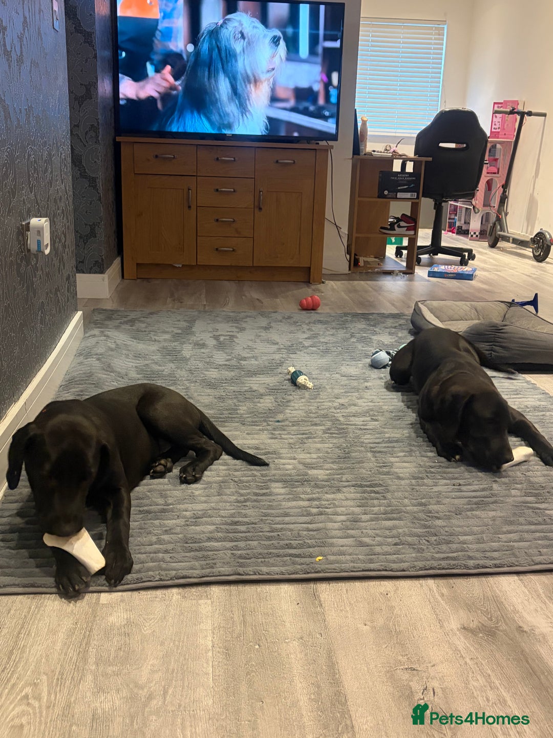 Labrador Retriever dogs for sale: Two male lab - Advert 2