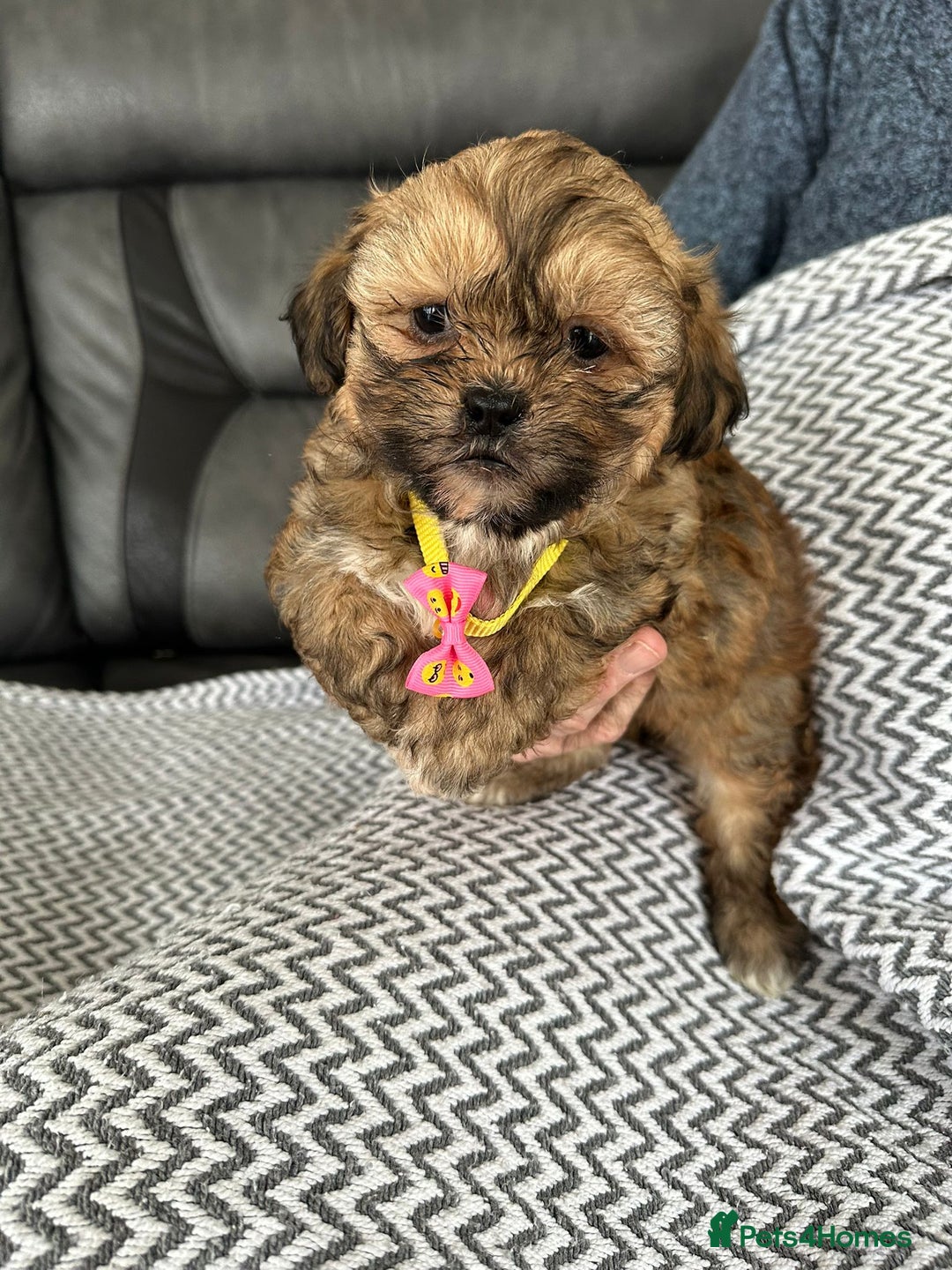 Shih Tzu dogs for sale: Shih Tzu puppies  - Image 12