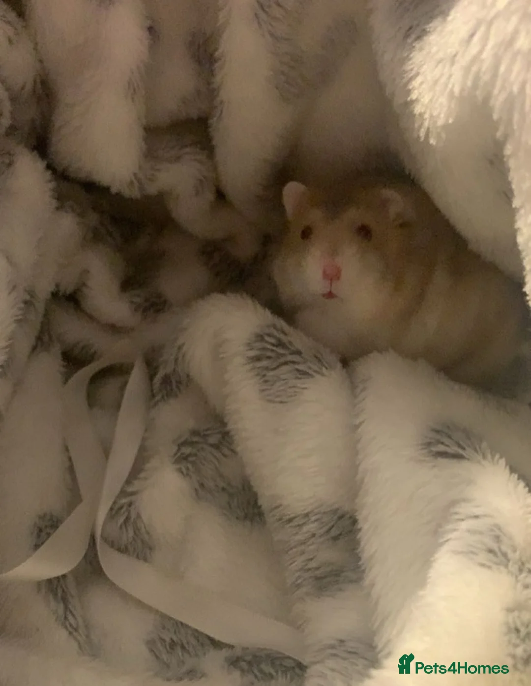 Hamster rodents for sale: Hamster and set up for sale - Advert 2