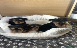 Yorkshire Terrier dogs for sale: Yorkshire terrier  - Image 7