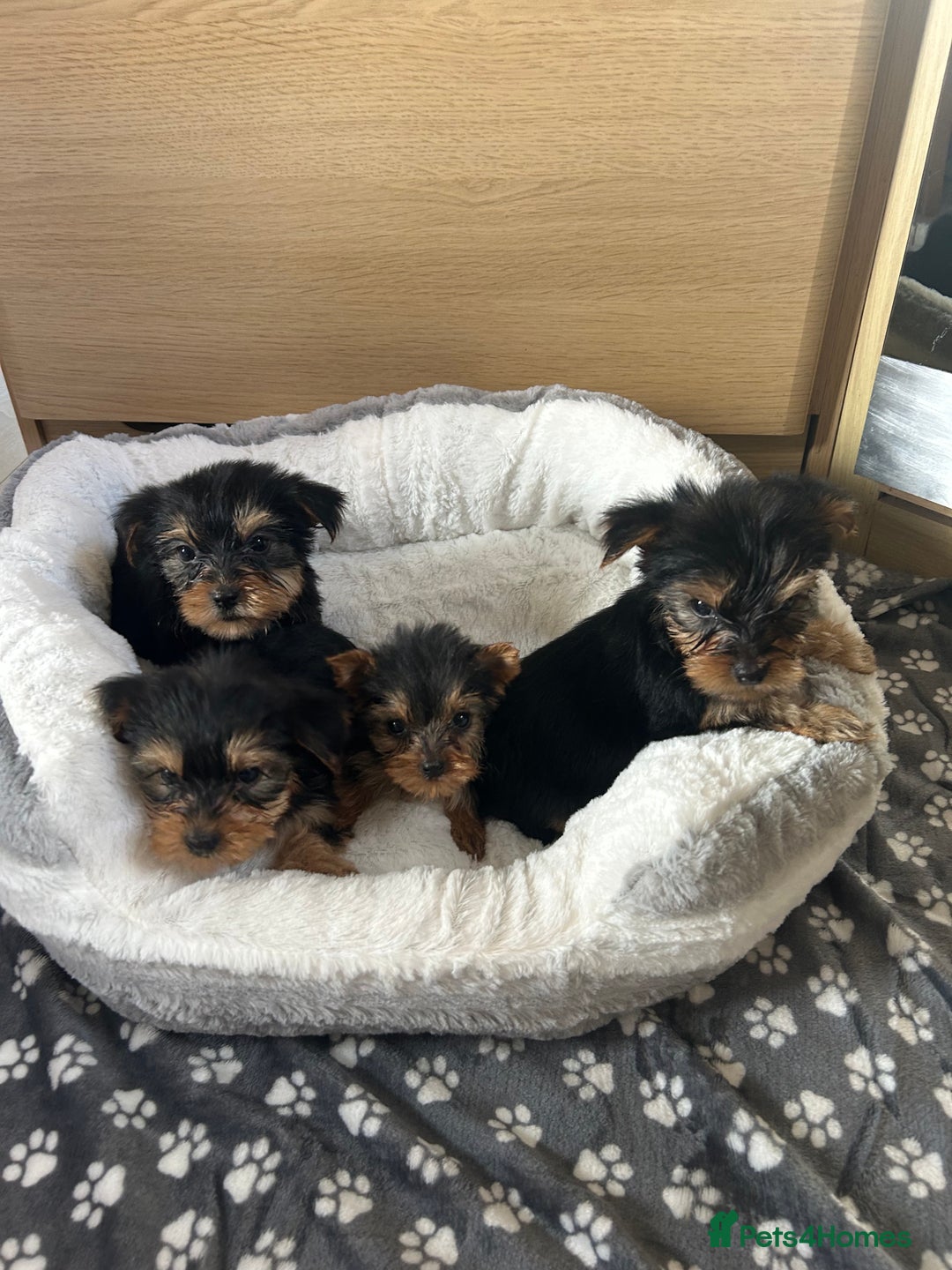 Yorkshire Terrier dogs for sale: Yorkshire terrier  - Image 7
