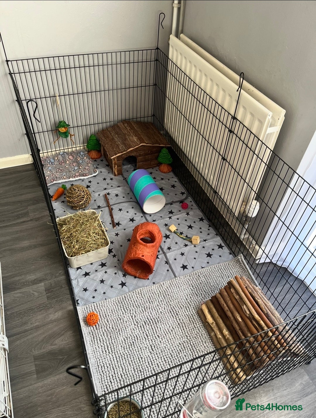 Guinea Pig rodents for sale: 2x Male Guinea Pigs, Everything Included - Advert 2