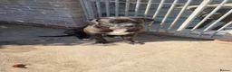 Cane Corso dogs for sale: Diesel  - Advert 4