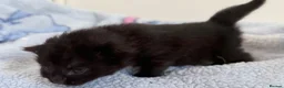 Mixed Breed cats for sale: 7 Long Haired Black Kittens - Advert 7
