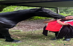 Welsh Section D horses for sale: Section D beautiful Black Mare Magic - Image 30