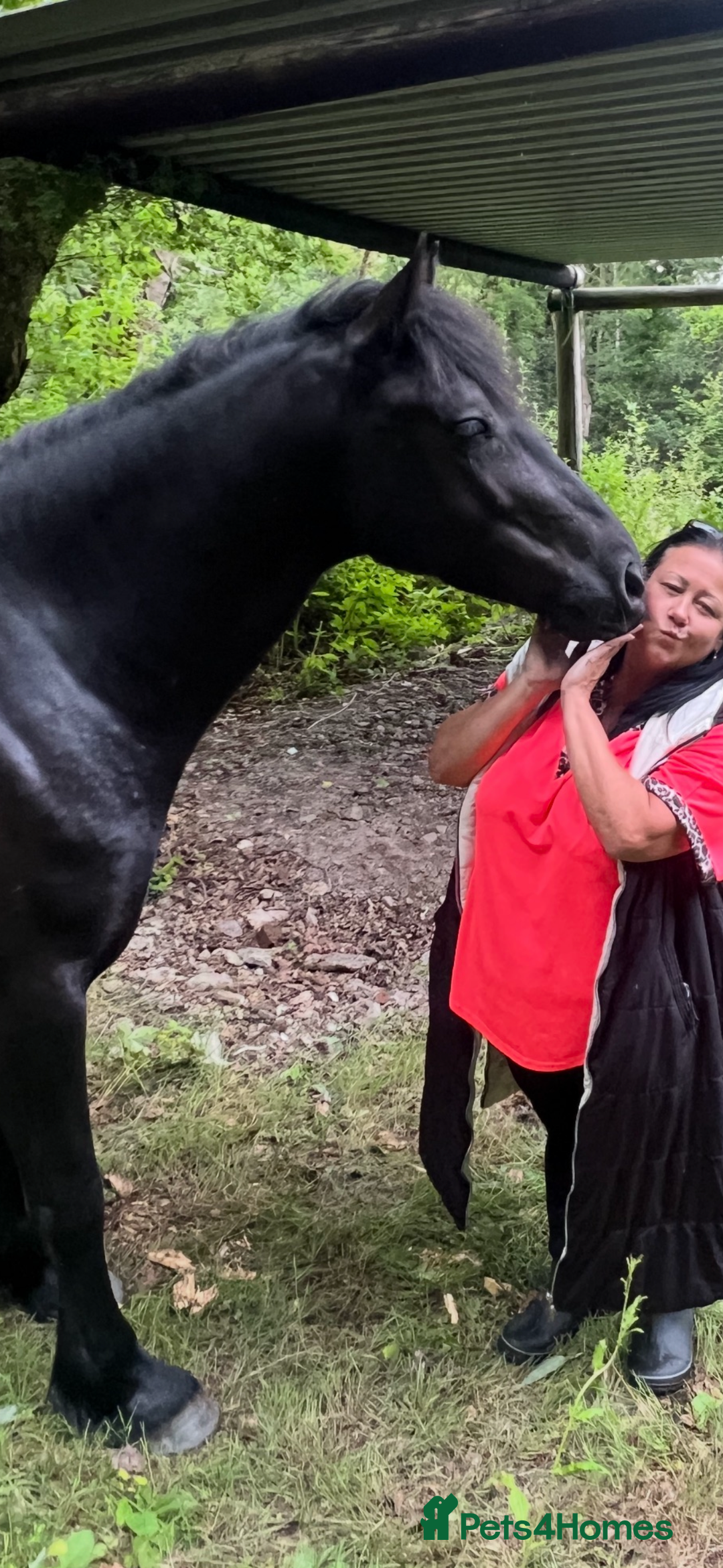 Welsh Section D horses for sale: Section D beautiful Black Mare Magic - Image 30
