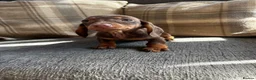 Dachshund dogs for sale: Dachshund puppies  in Tonypandy - Advert 6