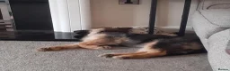 German Shepherd dogs for sale: Freya - Advert 7
