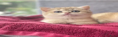 British Shorthair golden Kitten 