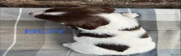 English Springer Spaniel dogs for sale: With an OFF SWITCH springers - Advert 22