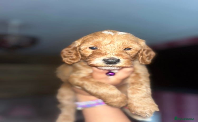Cockapoo dogs for sale - Advert 1