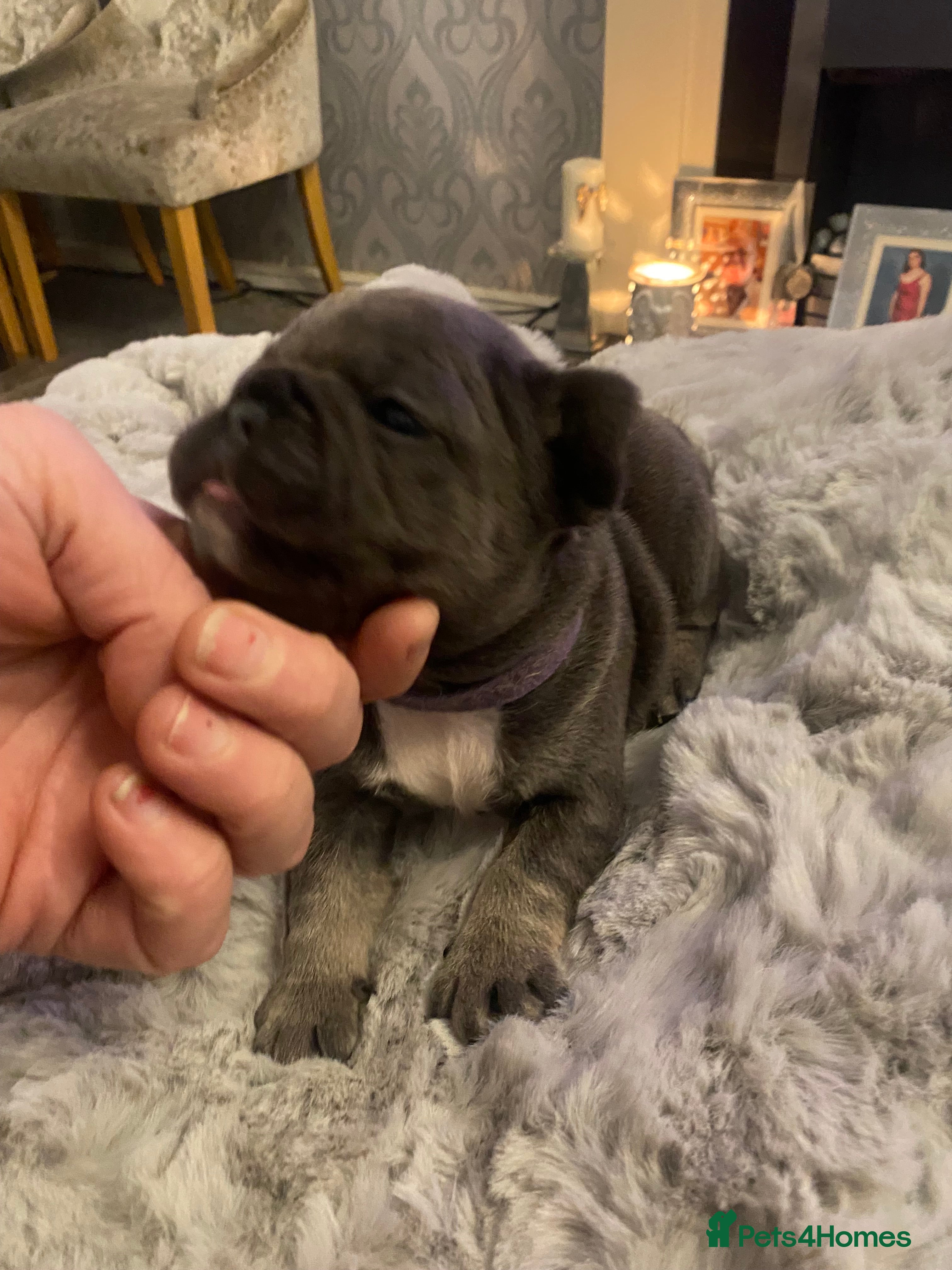 French Bulldog dogs Stunning chunky French bulldog pups  - Advert 14