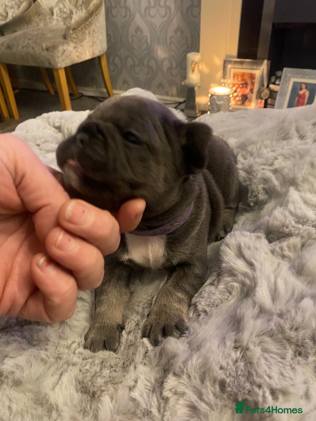 French Bulldog dogs for sale: Stunning chunky French bulldog pups  - Advert 8