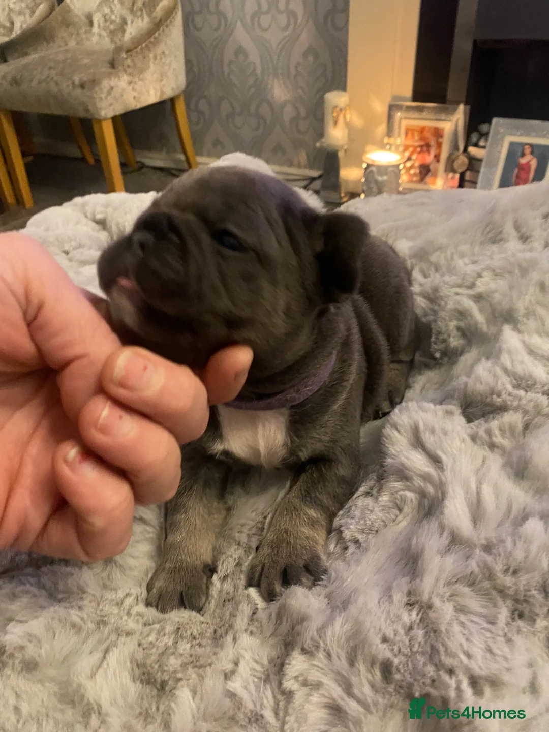 French Bulldog dogs for sale: Stunning chunky French bulldog pups  - Advert 1