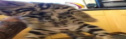 Bengal cats for sale: Tica registered brown bengal - Advert 11