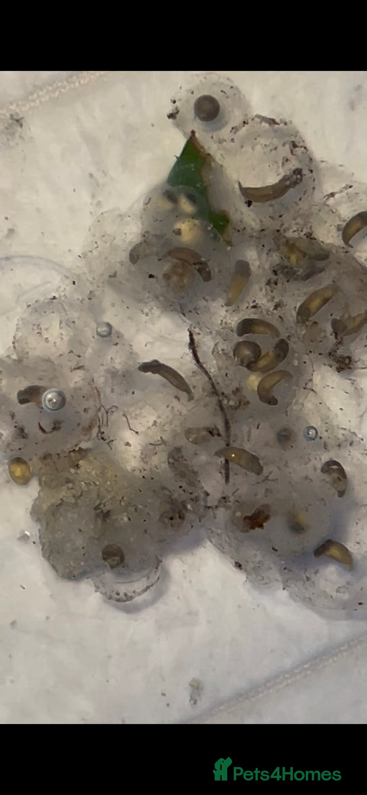 Other/Mixed Breed fish Axolotl Eggs - Advert 21