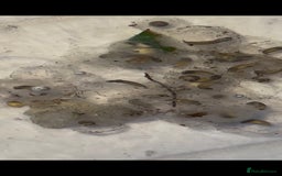 Other/Mixed Breed fish for sale: Axolotl Eggs - Image 1