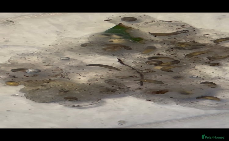 Other/Mixed Breed fish - Advert 4