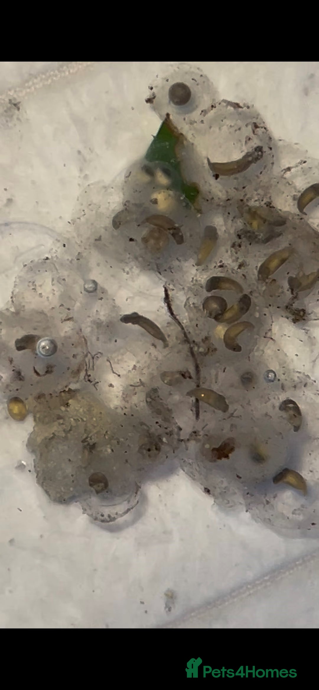 Other/Mixed Breed fish for sale: Axolotl Eggs - Image 1