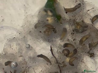 Other/Mixed Breed fish - Advert 1