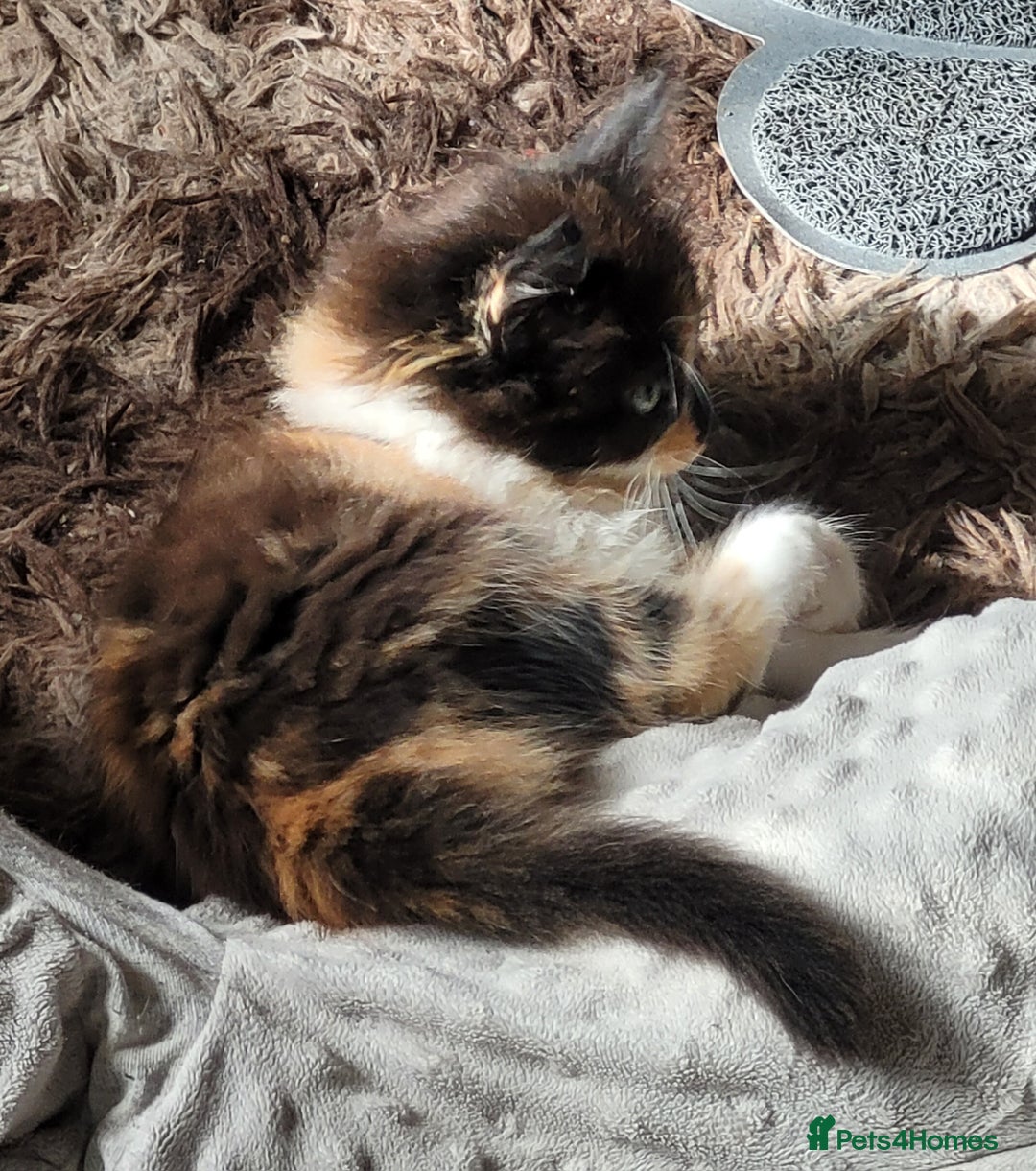 Mixed Breed cats for sale: Kittens in Wolverhampton - Image 3