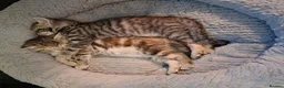 Mixed Breed cats for sale: Gorgeous Pure Tabby healthy kittens - Advert 5