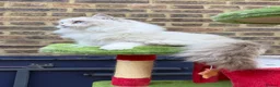 Ragdoll cats for sale: TICA registered Beautiful EU Ragdoll!  - Advert 6