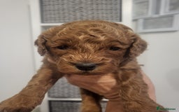 Cavachon dogs for sale: Cavapoochon - Image 10