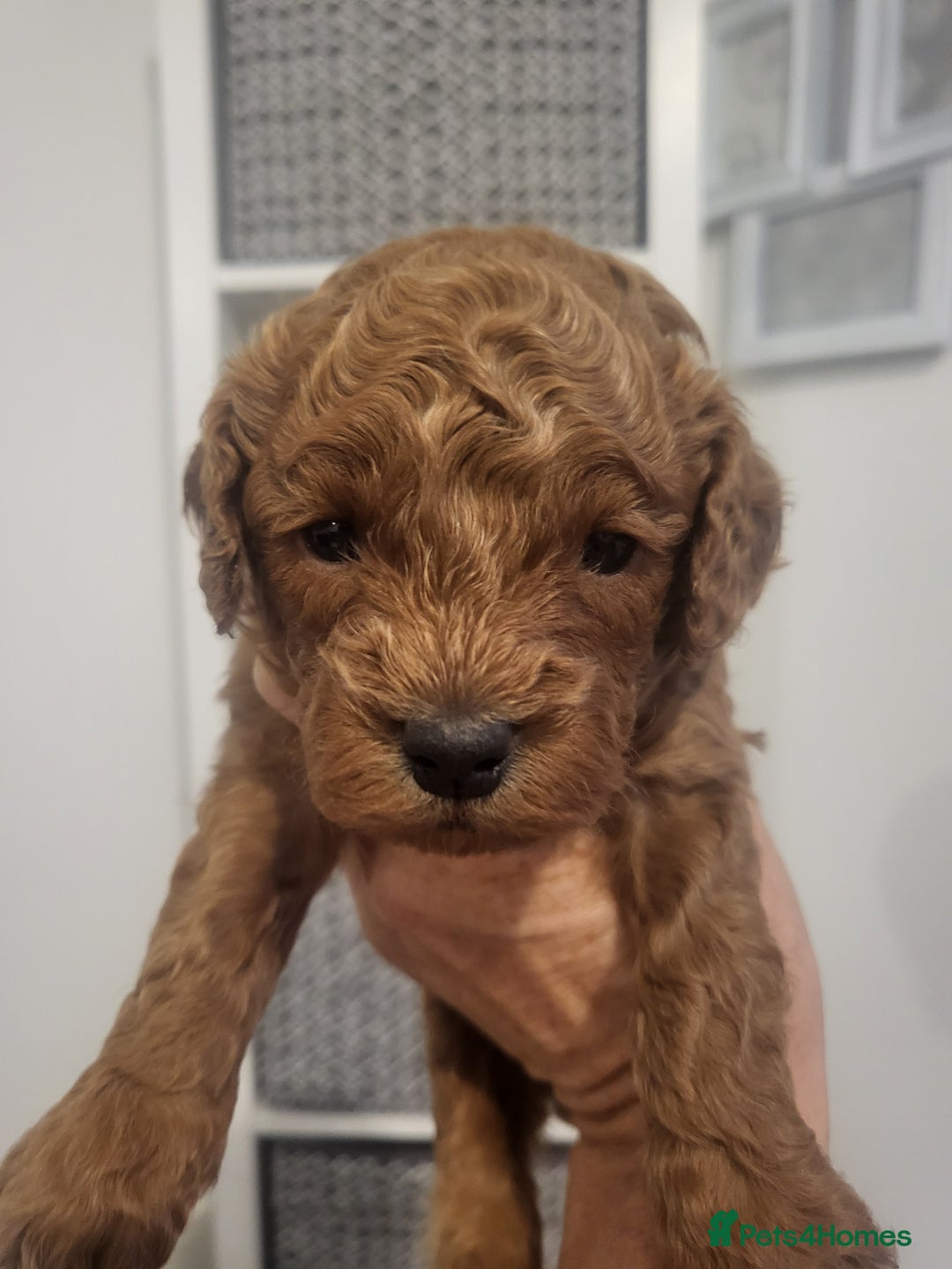 Cavachon dogs for sale: Cavapoochon - Image 10