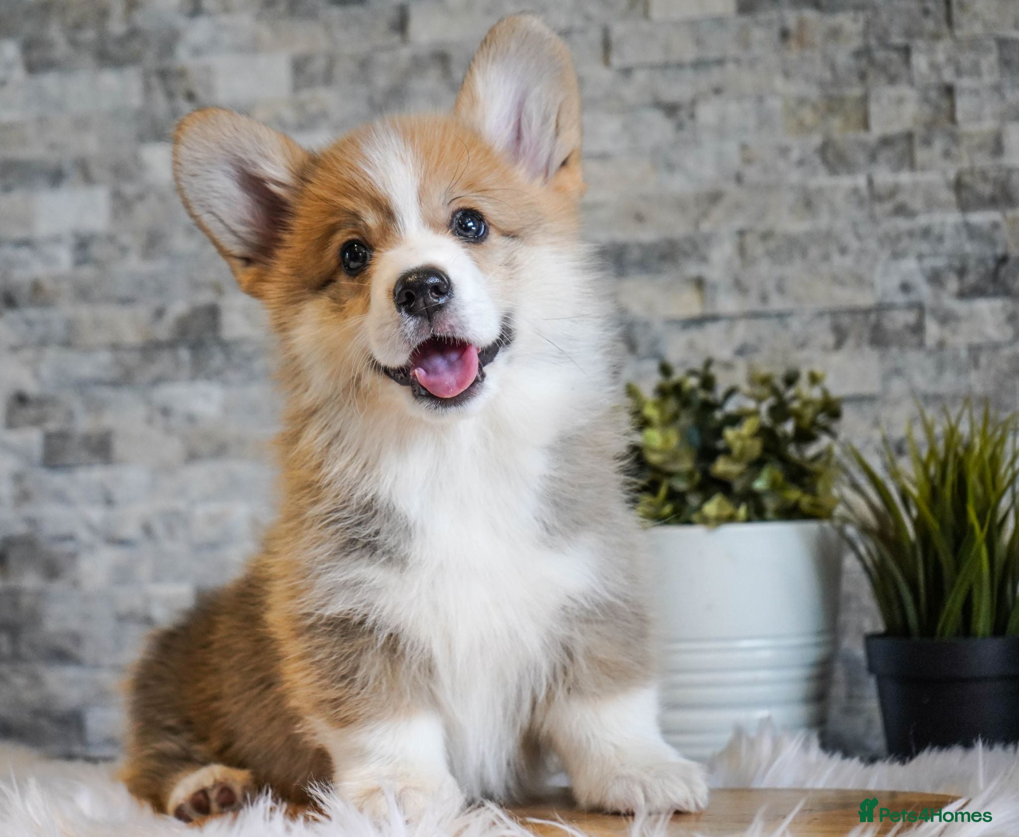Welsh Corgi Pembroke dogs Welsh Corgi (Pembroke) - Advert 5