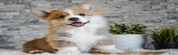 Welsh Corgi Pembroke dogs for sale: Welsh Corgi (Pembroke) - Advert 2