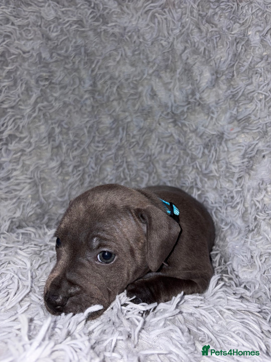 Staffordshire Bull Terrier dogs for sale: 6 Stunning Blue Staffordshire Bull Terrier pups 💙 - Advert 3