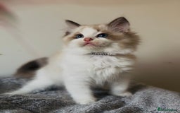 Ragdoll cats for sale: 💙🐾Tica full Pedigree🐾EU Ragdoll 🐱🐾DNA Clear - Image 8
