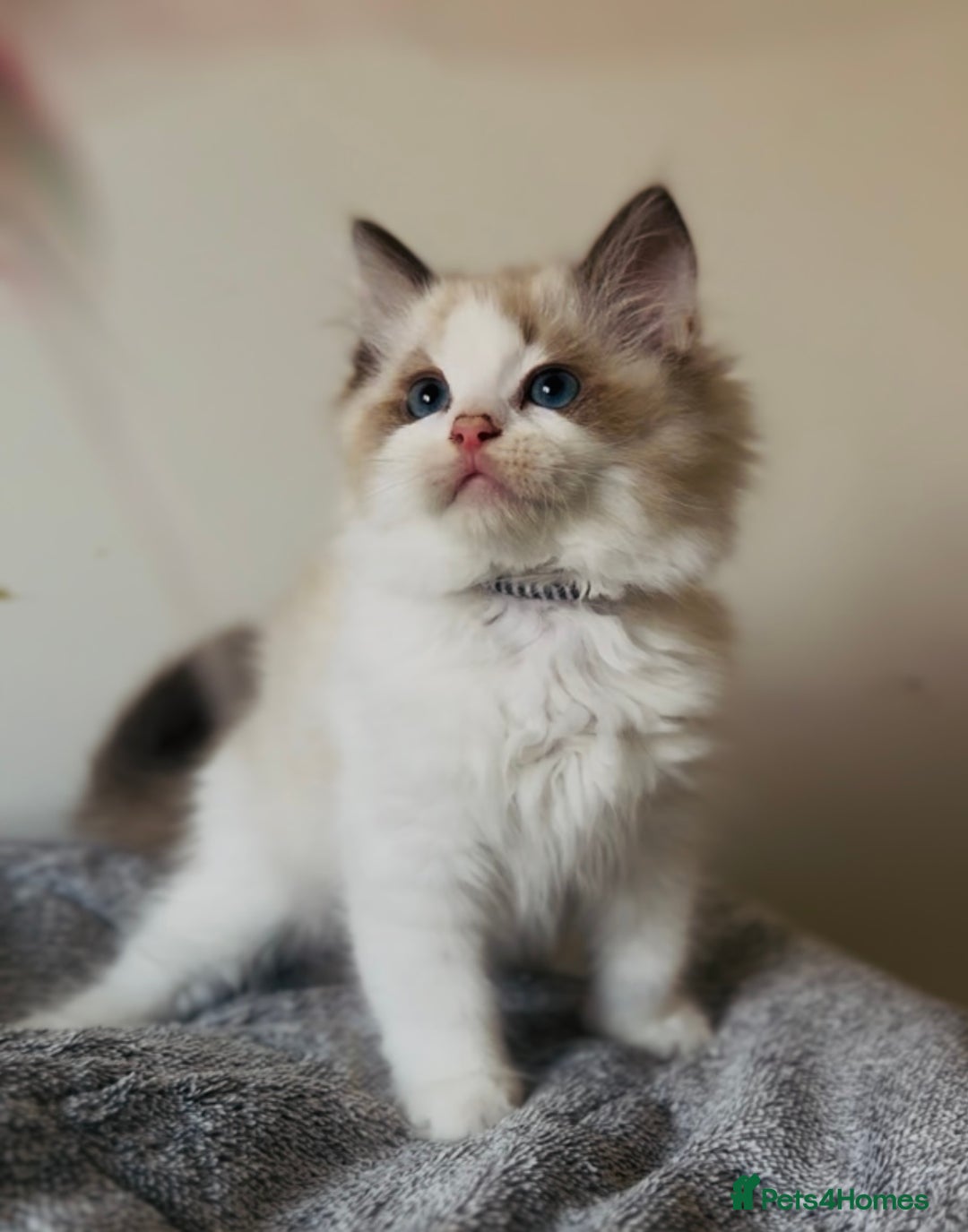 Ragdoll cats for sale: 💙🐾Tica full Pedigree🐾EU Ragdoll 🐱🐾DNA Clear - Image 8