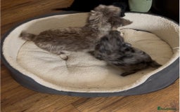 Cockapoo dogs for sale: ONLY 2  LEFT OUTSTANDING TINY MINITURE COCKAPOOS  - Image 14