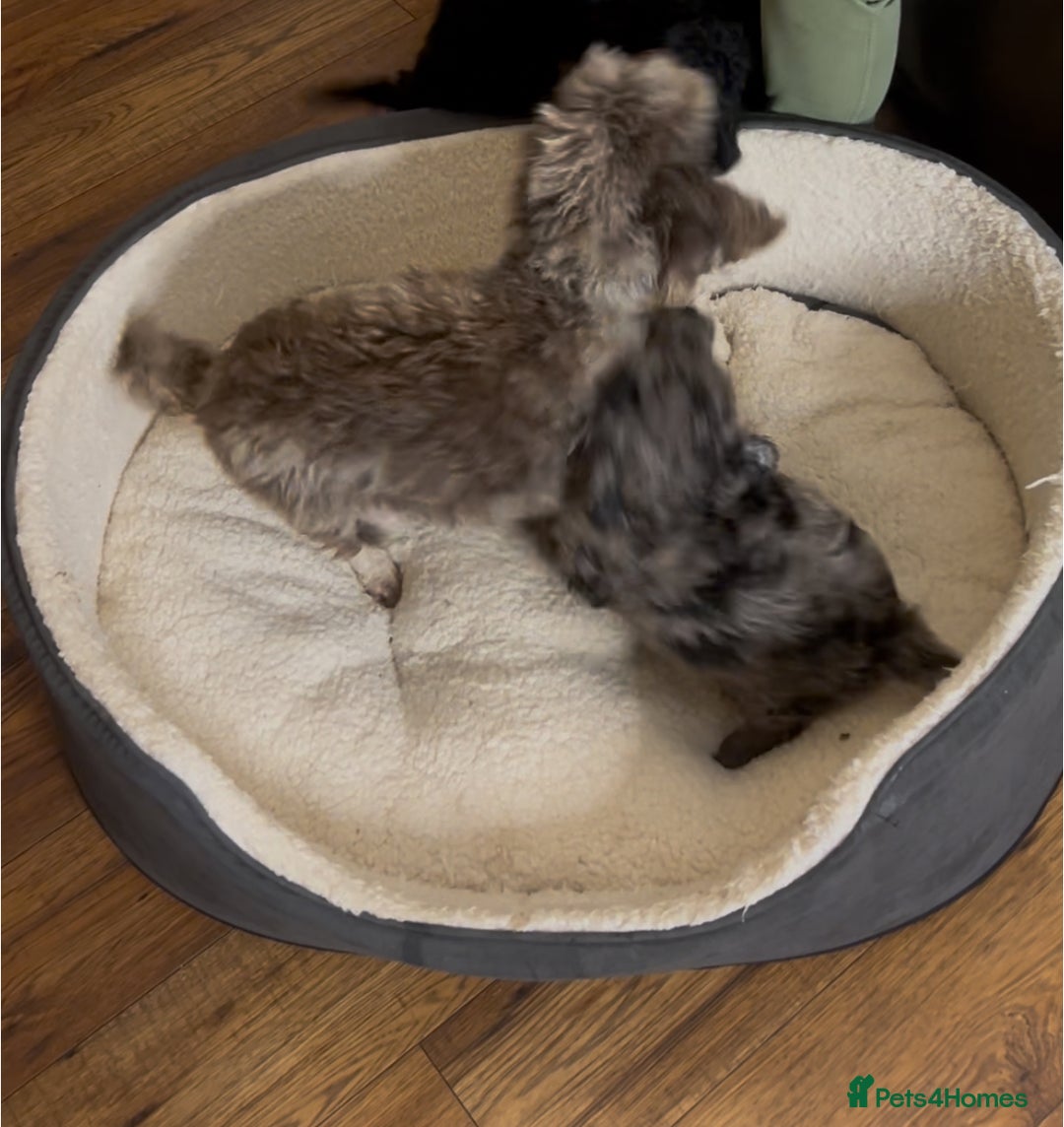 Cockapoo dogs for sale: ONLY 2  LEFT OUTSTANDING TINY MINITURE COCKAPOOS  - Image 14