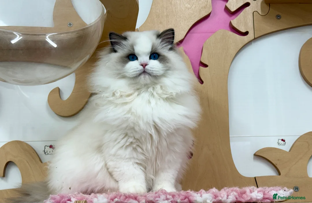 Ragdoll cats for sale: SOLD TO USA  - Advert 6