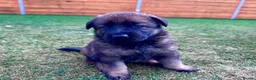 German Shepherd dogs for sale: KC Registered German Shepard Puppies 🐾🐾🐾 - Advert 22